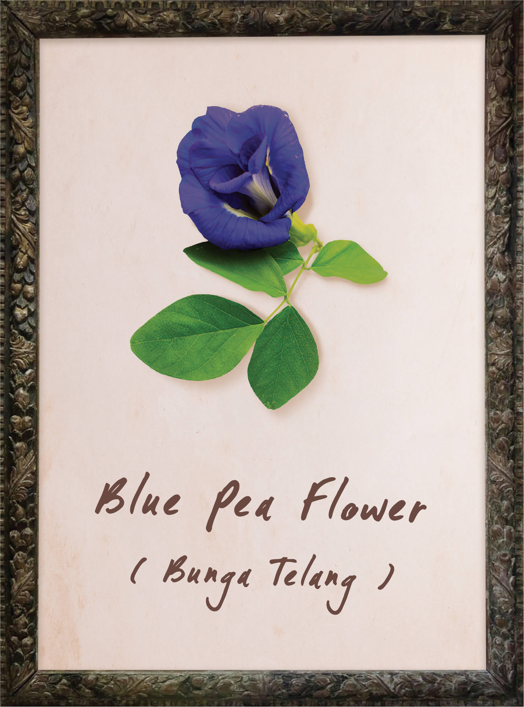 plants-butterfly-blue-pea