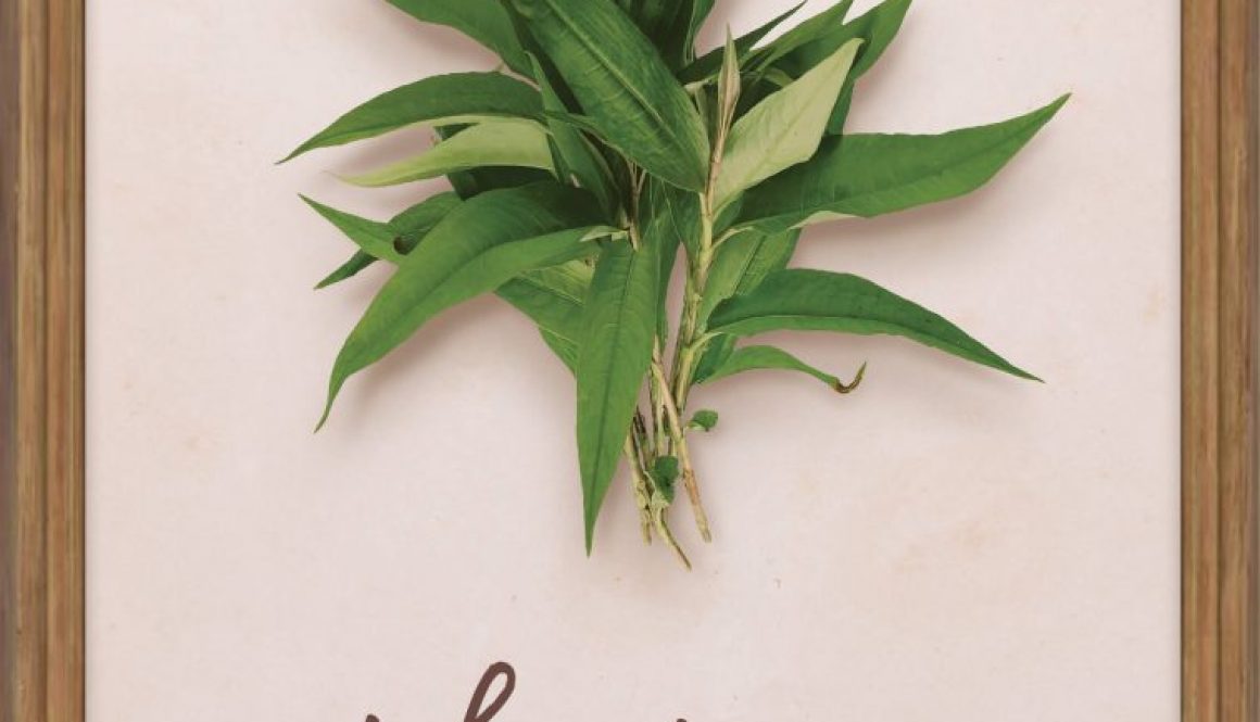plants-laksa-leaves