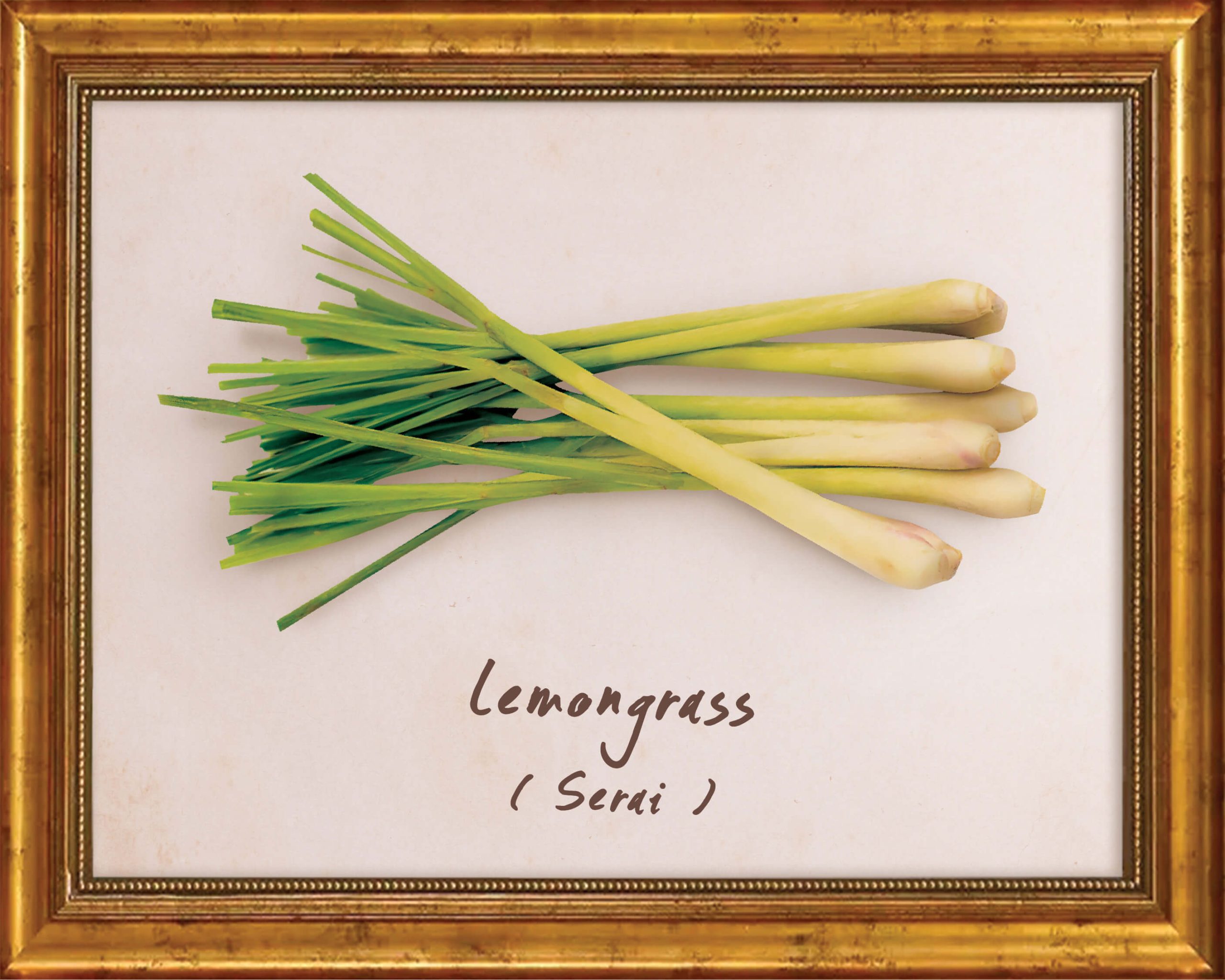 plants-lemongrass