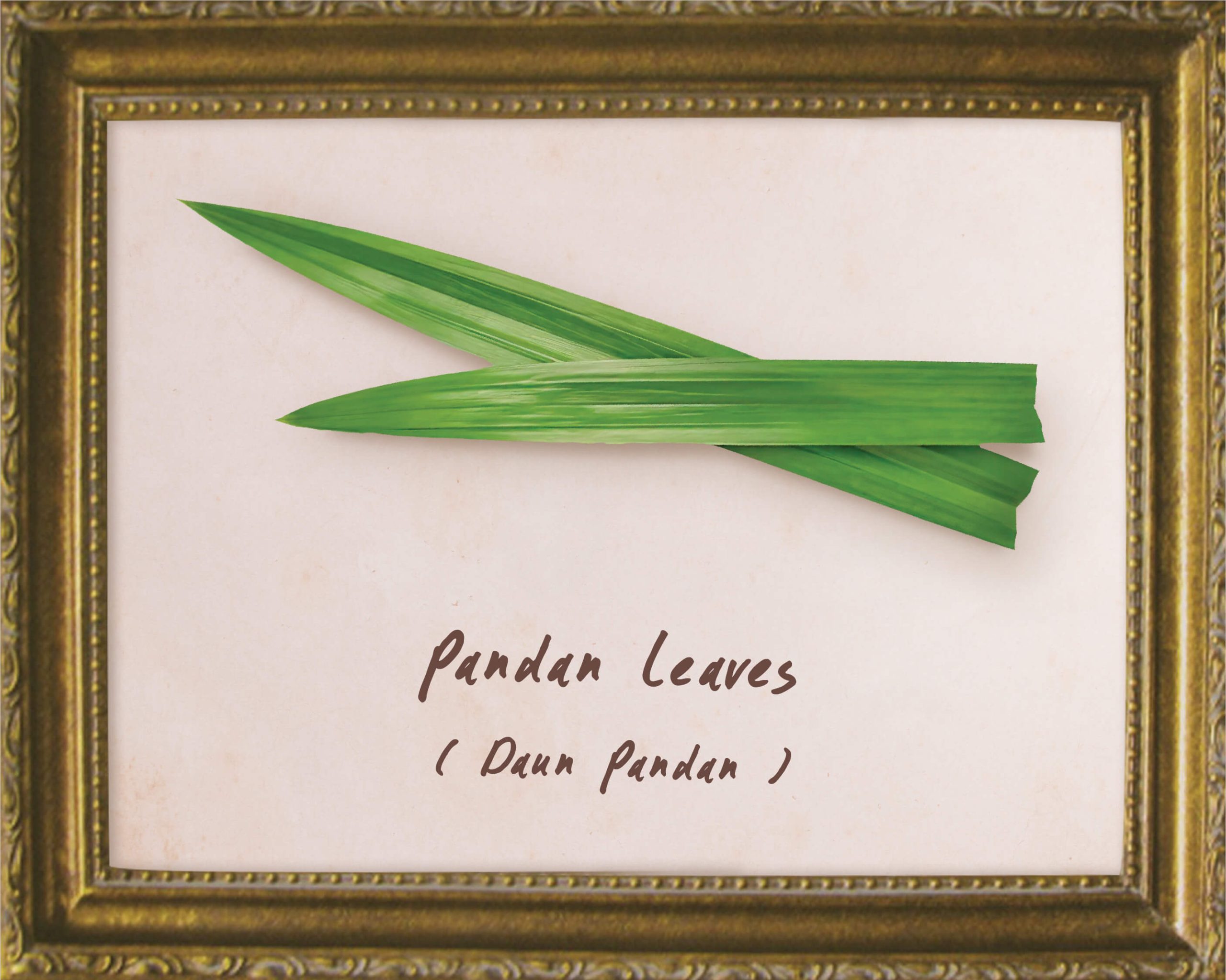 plants-pandan