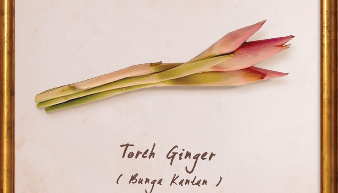 plants-torch-ginger