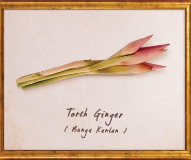 plants-torch-ginger