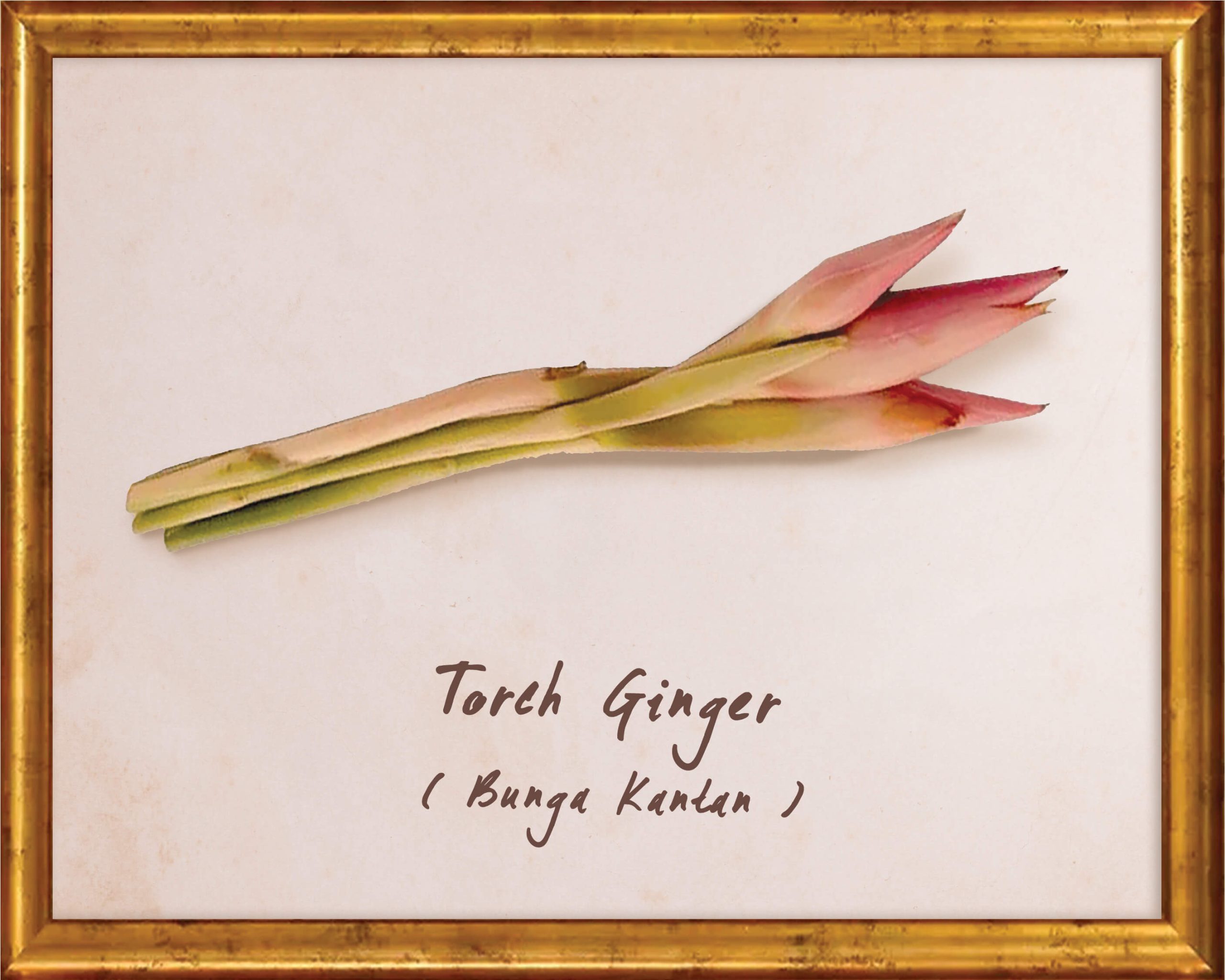 plants-torch-ginger