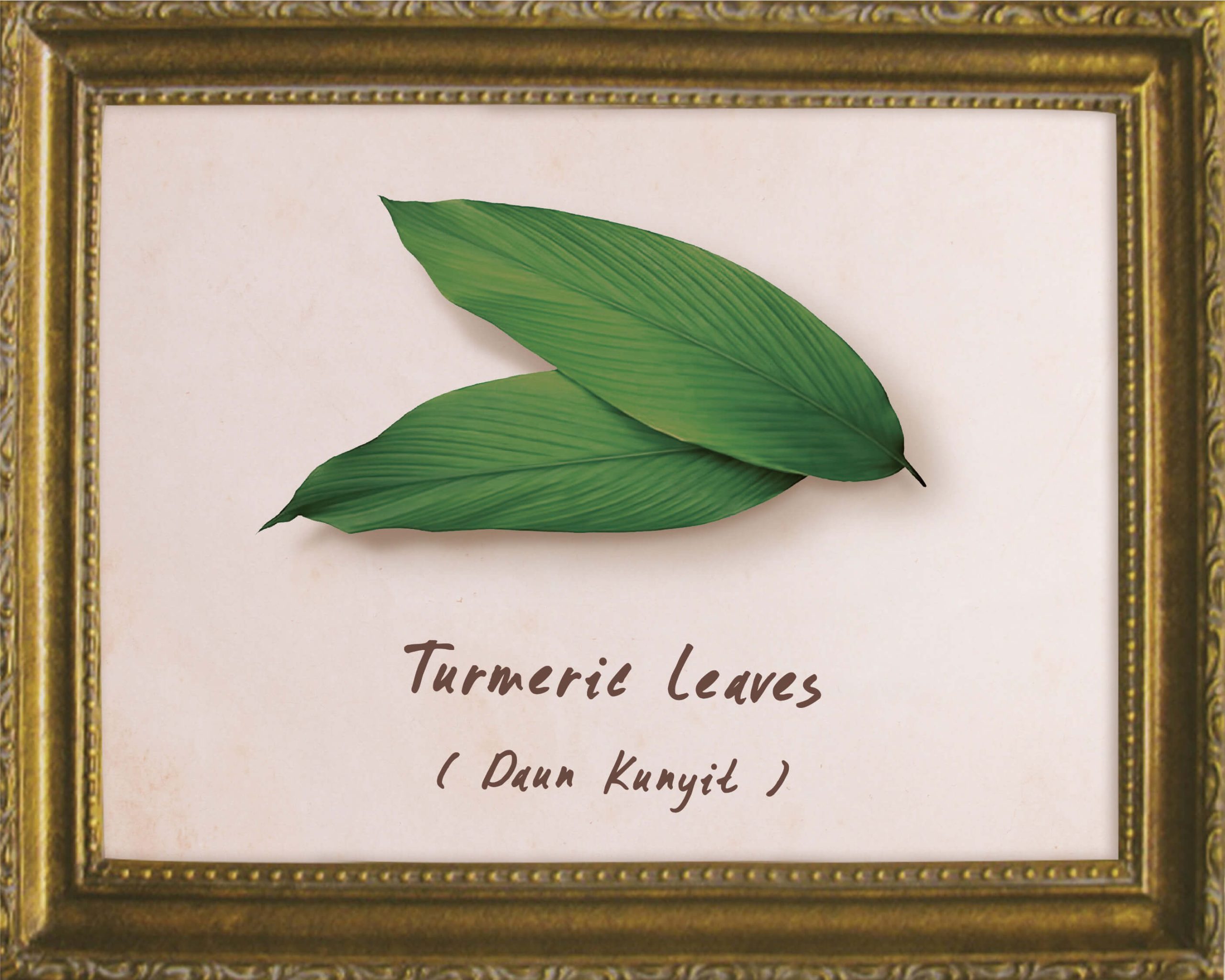 plants-turmeric